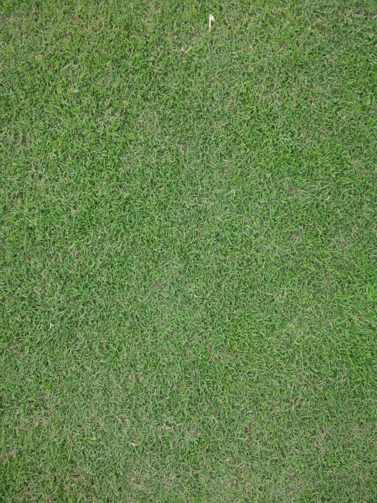 Semillas Fito - Golf Tolcinasco