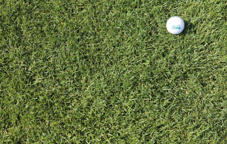 Seaspray Paspalum