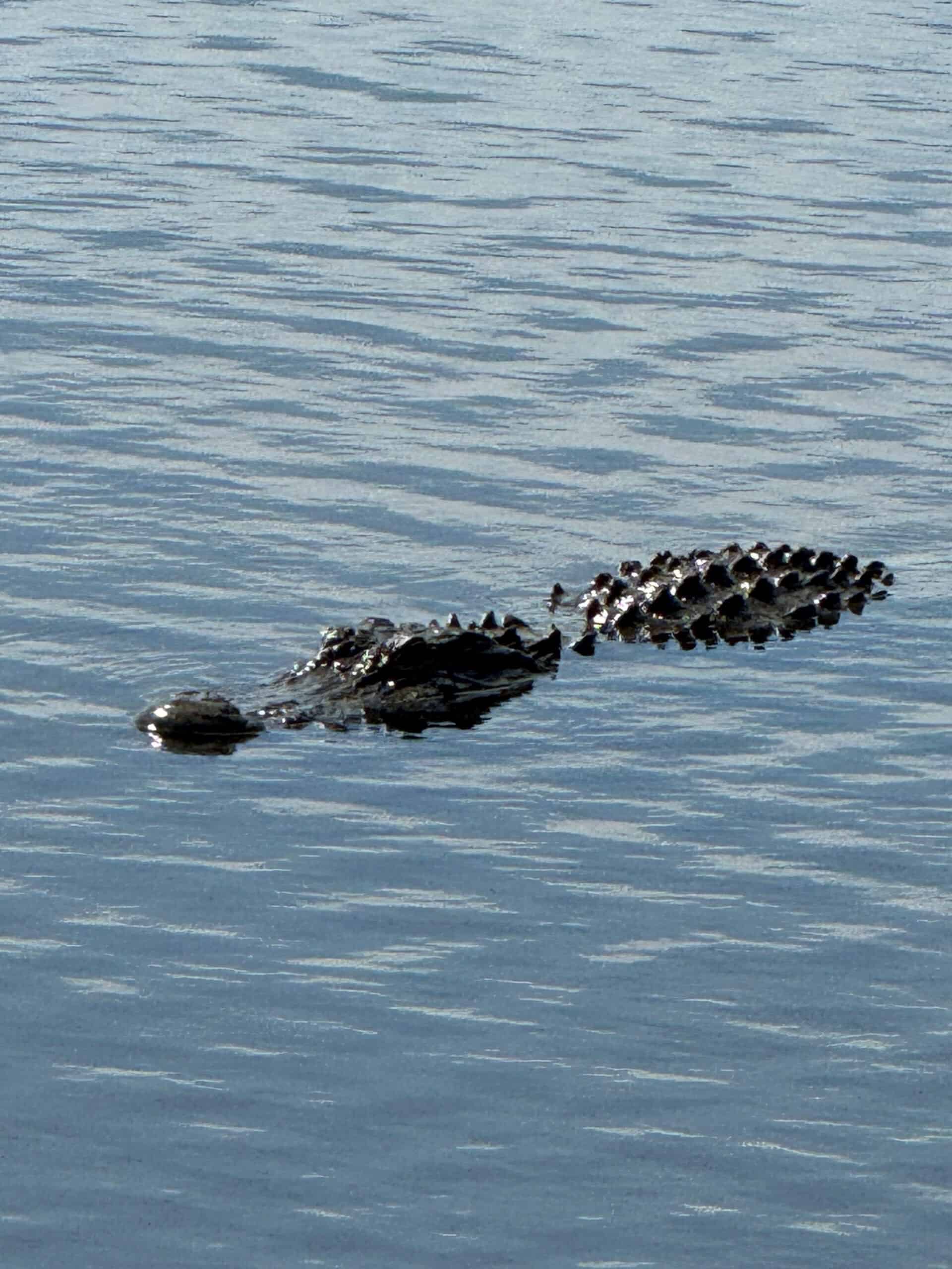 Bonita Bay - Crocodile