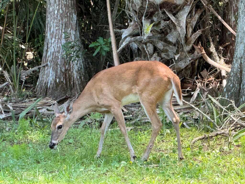 Bonita Bay - Deer