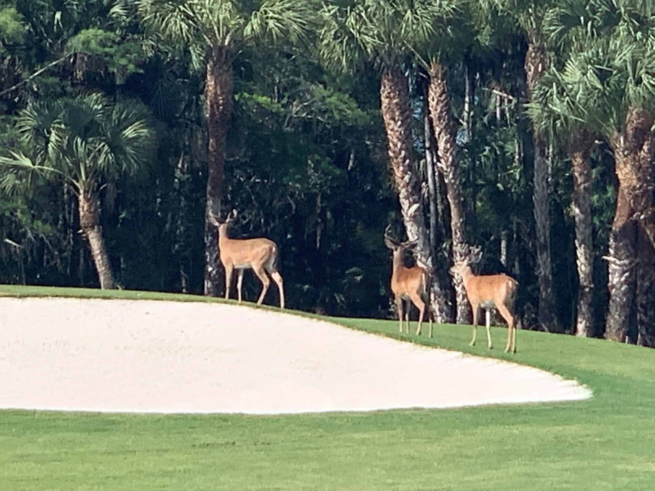 Bonita Bay - Deer