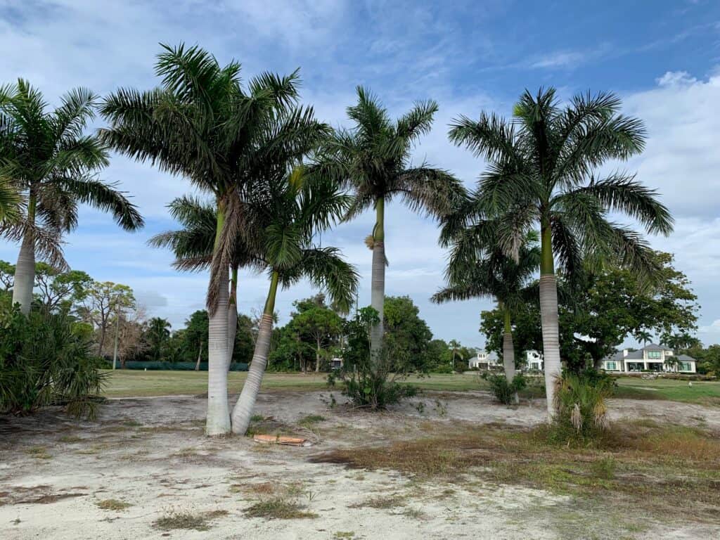 Naples Golf Club, Florida - Construction Phase. Photo courtsesy Tom Marzolf, Fazio Design