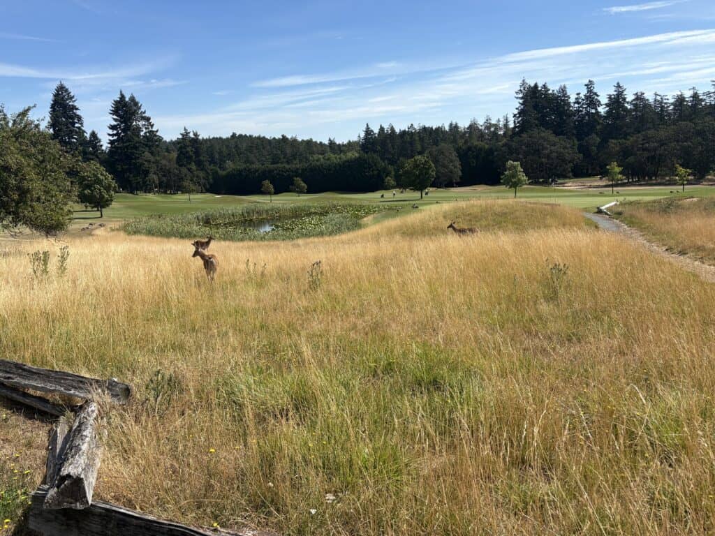 Olympic View Golf Club Naturalised Area. Image courtesy of Lobb + Partners